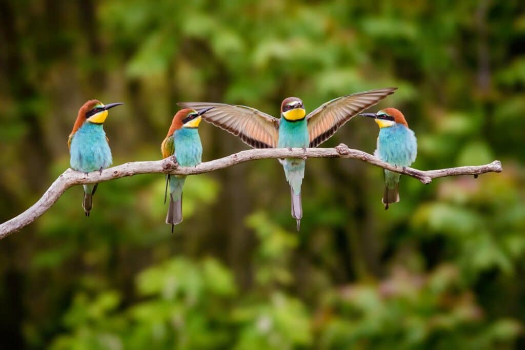 Four european bee-eater (Merops apiaster) birds perching on branch